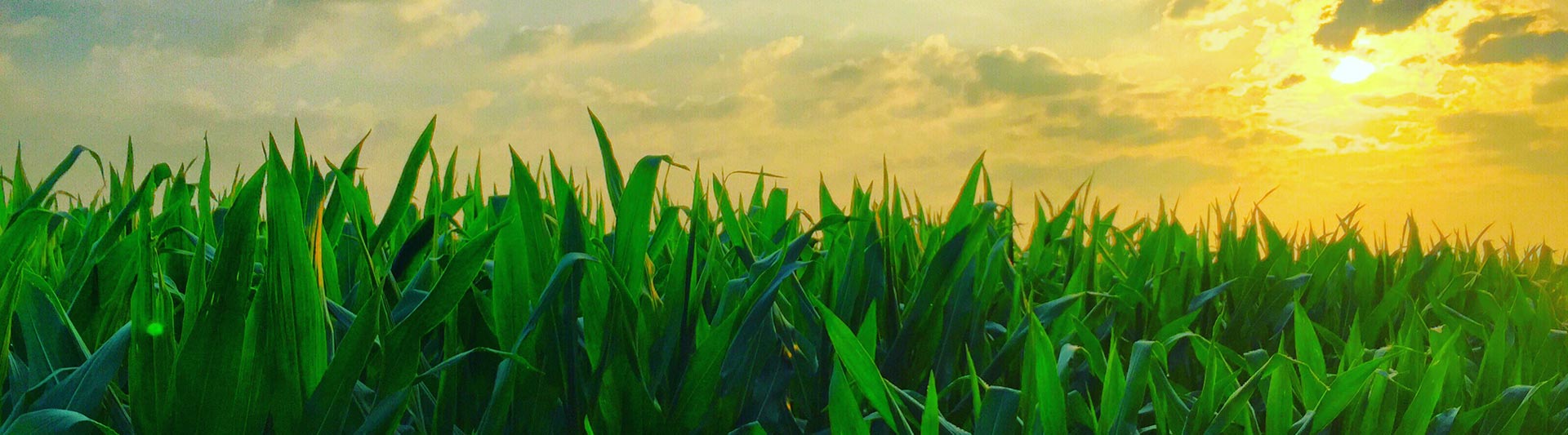 Maine Agricultural Helicopter Services